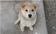 什么狗镇宅旺财