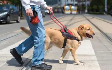 拒绝导盲犬后果很严重