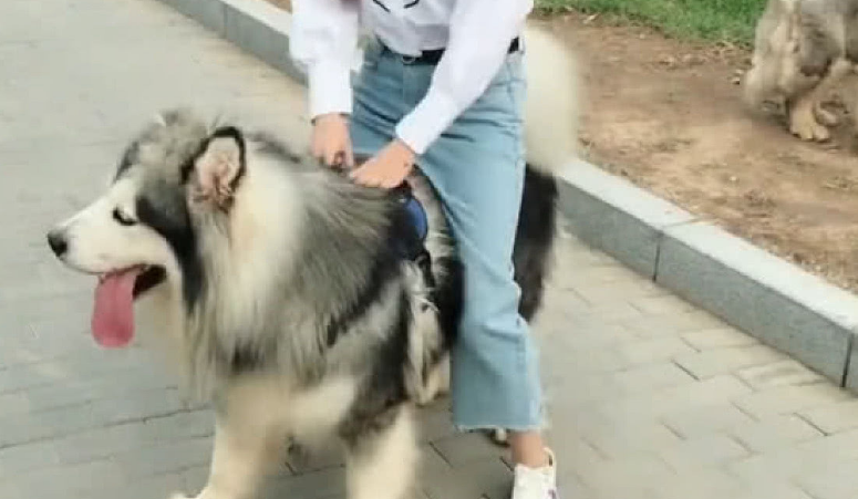 女孩不能骑狗的原因