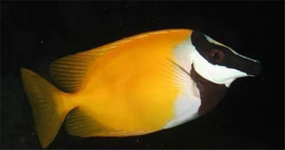 海水鱼黄狐狸吃珊球吃珊瑚吗