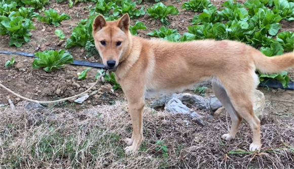广西士猎犬很凶吗 广西士猎犬很凶吗