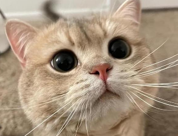 猫一个劲的嗷嗷叫是为什么 猫一个劲的嗷嗷叫是为什么