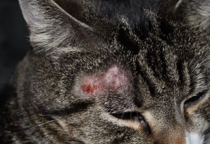 猫癣用酒精擦还是碘伏擦
