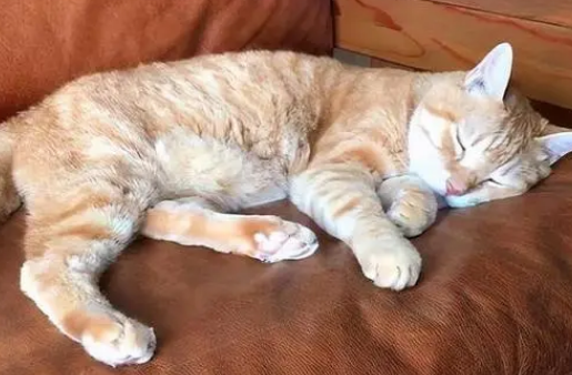 猫睡觉会抽搐是什么原因啊