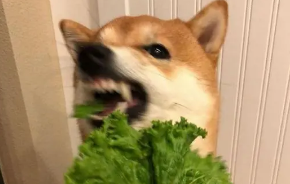 狗可以吃生菜吗 狗可以吃生菜吗