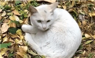 猫消瘦的原因有哪些