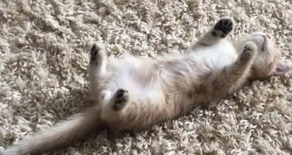 猫四仰八叉的躺着代表什么