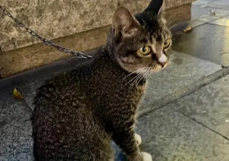 雀猫的性格优点缺点