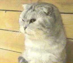 宠物店一只猫长大了还没卖出去,看到人就一脸杀气:谁敢买我! 宠物店一只猫长大了还没卖出去,看到人就一脸杀气:谁敢买我!