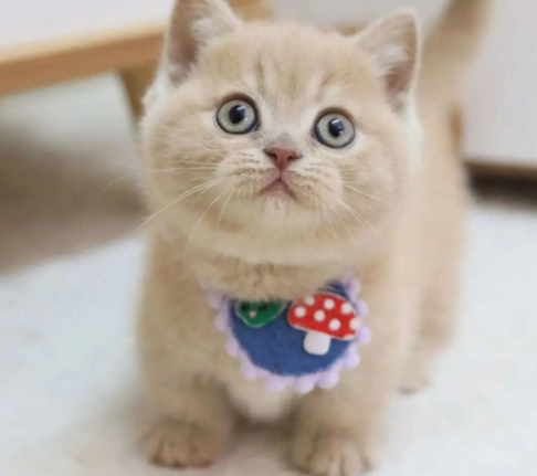 矮脚猫为什么不能抱