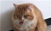 猫一口气打了10几个喷嚏