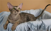 东方短毛猫为什么难养