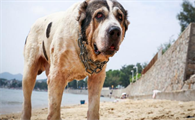 十大巨型犬的性格图片