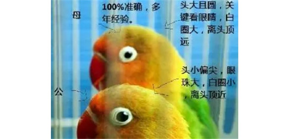 牡丹鸟怎么分辨公母图片