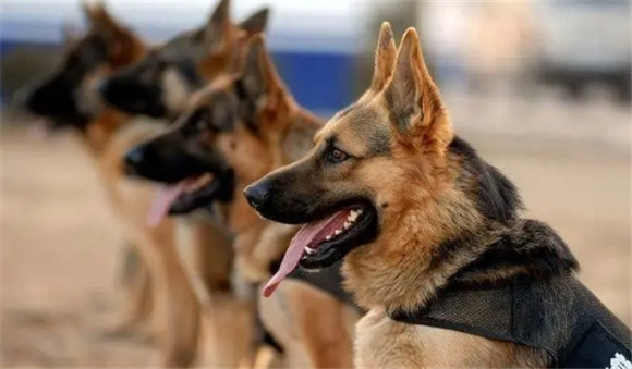 可以做警犬的小型犬 可以做警犬的小型犬