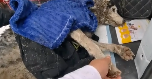 儿子把哈士奇托给老爷子照顾，不料哈士奇被打的半身不遂，扔到池塘等死！
