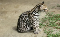 八种最危险的猫