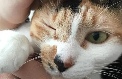 猫一个眼睛睁不开为什么