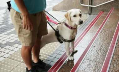 导盲犬真的很惨吗 导盲犬真的很惨吗