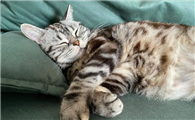 猫睡在枕头旁说明什么
