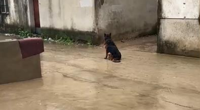 安徽爷爷出门,狗子坐路边等雨,雨天淋一身湿也不回 安徽爷爷出门,狗子坐路边等雨,雨天淋一身湿也不回