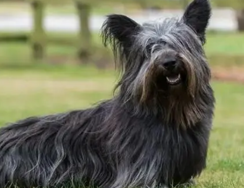 母犬好听顺口的名字