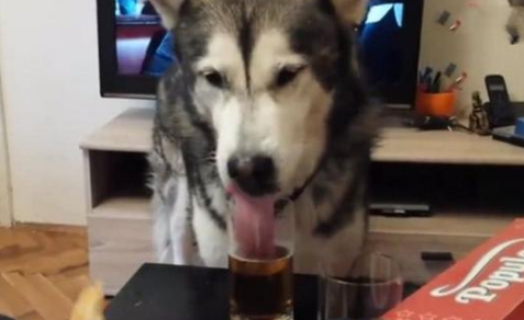 二哈以为烈酒是饮料,非要喝一杯,狂饮一杯后它的反应让人笑喷 二哈以为烈酒是饮料,非要喝一杯,狂饮一杯后它的反应让人笑喷