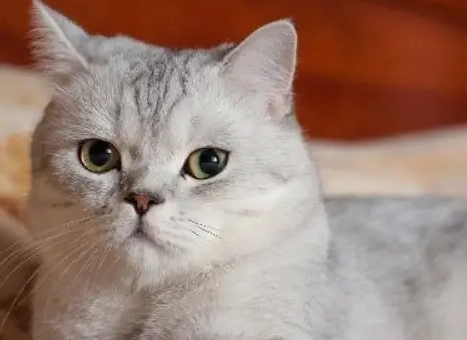 猫羊水破了第二天才生 猫羊水破了第二天才生