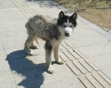 瘦成皮包骨的哈士奇流浪街头，女士开车5小时救它