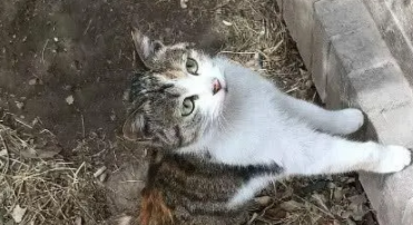 流浪猫很排斥陌生人,女孩却轻松带它回家,得知原因众人哭笑不得 流浪猫很排斥陌生人,女孩却轻松带它回家,得知原因众人哭笑不得