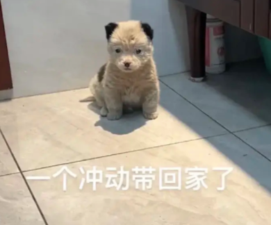 遛狗时遇到一只脏兮兮的小狗,女生果断带回家,洗完澡变得超可爱 遛狗时遇到一只脏兮兮的小狗,女生果断带回家,洗完澡变得超可爱