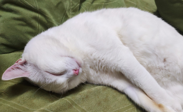 猫死后还会回到主人身边吗 猫死后还会回到主人身边吗