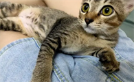 雀猫是什么猫生的