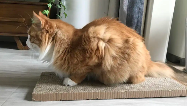 猫咪频繁母鸡蹲食欲减退 猫咪频繁母鸡蹲食欲减退
