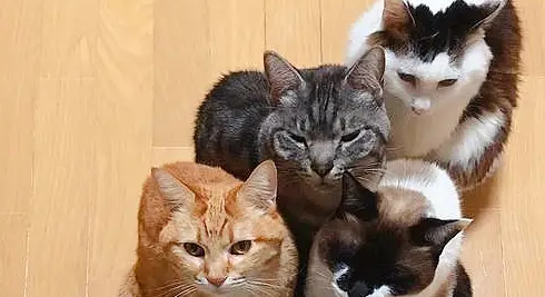 流浪猫和孩子打好关系，成功被收养，成了小主人专属“小保姆”