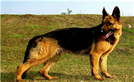 四大名犬是哪四个