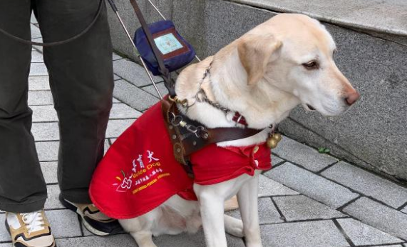 导盲犬咬死主人例子