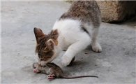 猫是怎么把老鼠吃掉的