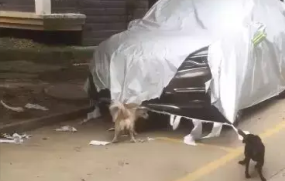 狗狗在路边拆车，被发现后还对着镜头微笑，网友：姜葱蒜已备好
