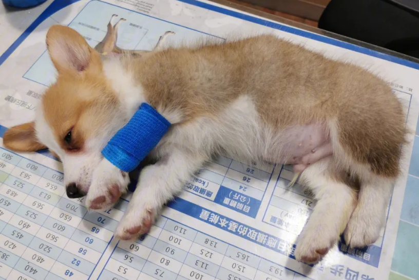 狗狗细小去世痛苦吗 狗狗细小去世痛苦吗