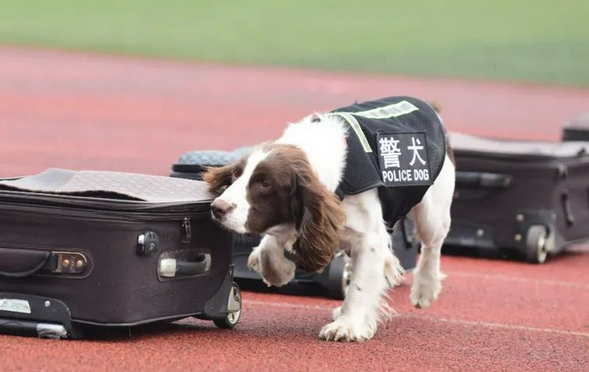 淘汰的警犬幼犬去哪了