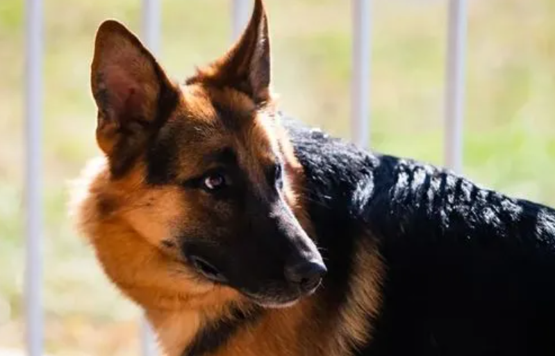 十部必看军犬电视剧 十部必看军犬电视剧