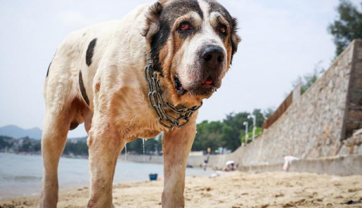 十大巨型犬的性格图片