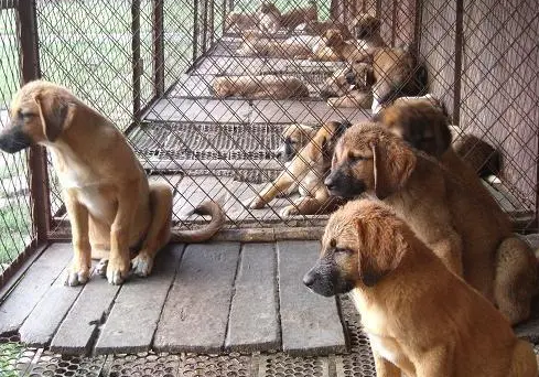 养狗棚怎么搭建 养狗棚怎么搭建