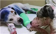 畸形培育的犬种是哪些