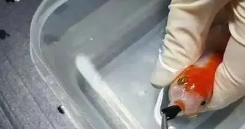 金鱼生病带去做手术,最后一问治疗费用,顿时肠子都悔青了! 金鱼生病带去做手术,最后一问治疗费用,顿时肠子都悔青了!