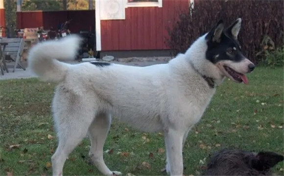 俄罗斯的莱卡犬中哪种最强悍 俄罗斯的莱卡犬中哪种最强悍