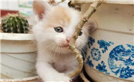 21天小猫崽会吃食吗