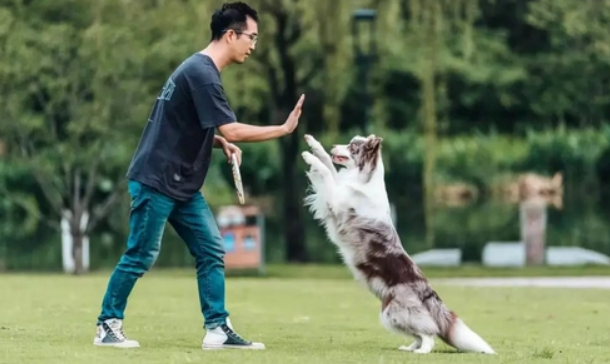 学训犬师后悔了 学训犬师后悔了