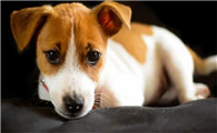 宠物主的噩梦“犬细小”该如何防范?